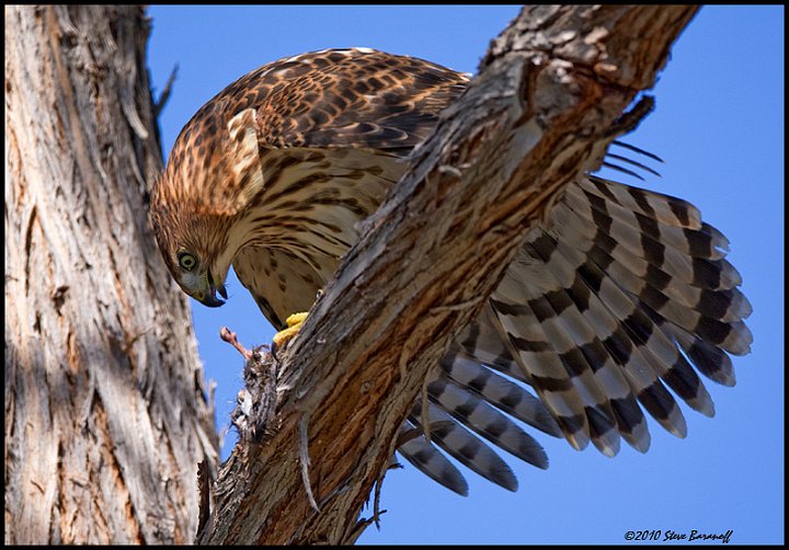 _0SB4499 coopers hawk.jpg